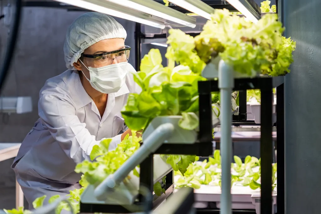Scientist studying lettuce for food safety